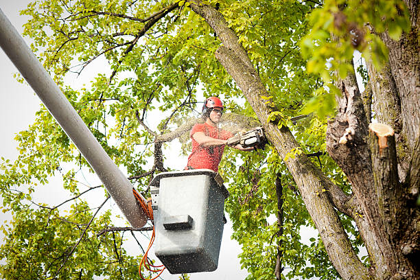 Tree Removal for Businesses in Glendale, CO